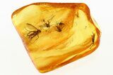 Four Detailed Fossil Fungus Gnats (Mycetophilidae) In Baltic Amber #284548-1